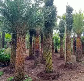 Terima pembuatan taman dll