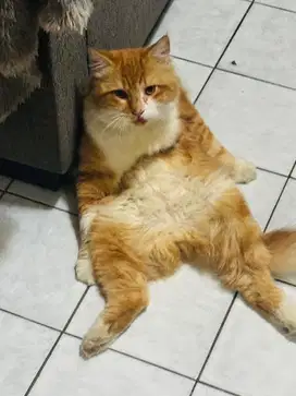 Kucing Gemoyy mix mancoon dan RegDol