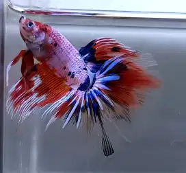 ikan cupang hm giant candy