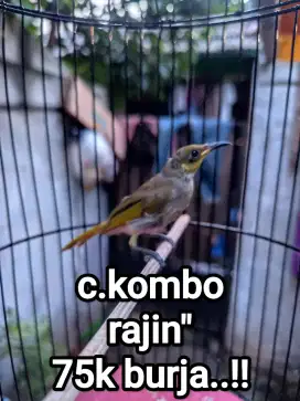 Cucak kombo jantan