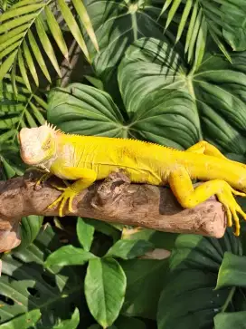 Iguana Green Albino