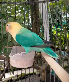 Lovebird biola pb gren