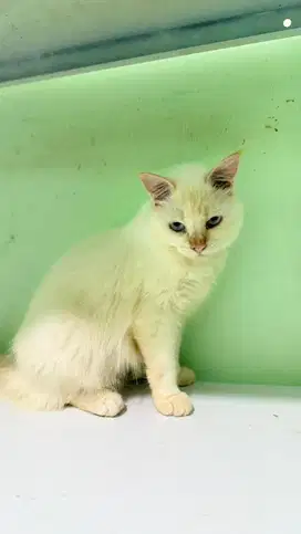 Open adopt kucing persia putih jantan