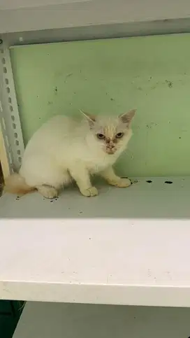 Open adopt kucing putih persia betina