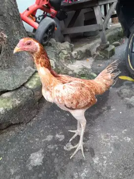 Ayam kampung biangan