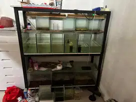 Rack dan aquaroum dan ikan