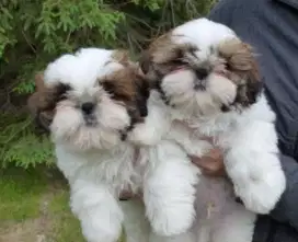 DIJUAL ANJING SHIHTZU
