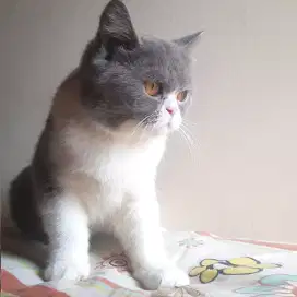 BSH Betina 7 Bulan Bicolor