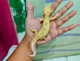 Gecko Lemon Frost Tremper ph Eclipse
