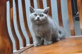 Bsh blue betina