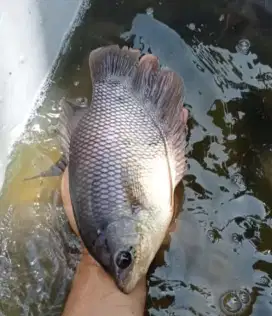 Ikan gurame 5 jari full 1kg3/4