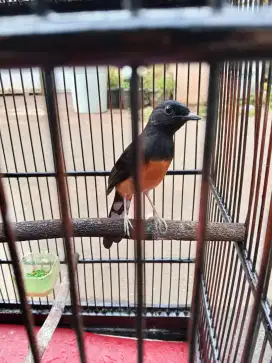 Di Jual CEPAT MURAI