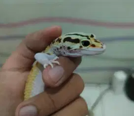 Gecko Eclipse Patty het Tremper