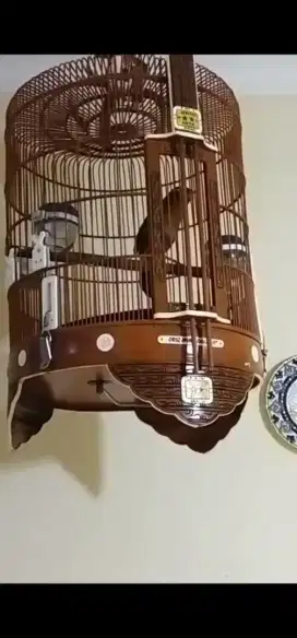 Jual Wambi sangkar baru