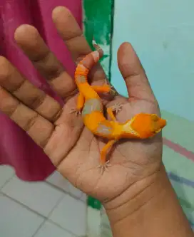 Gecko Tremper Lavender Poss Sunglow