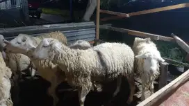 Kambing kurban sehat