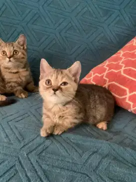 BSH Munchkin Betina Turunan Cinnamone