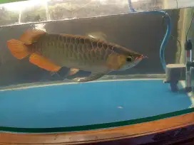 Jual Cepat Ikan Arwana SR 50 cm