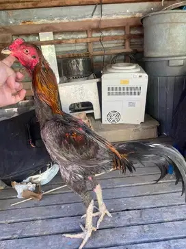 Ayam bangkok klasik