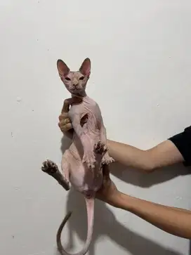 Kucing Sphyx Betina Umur 2 Tahun