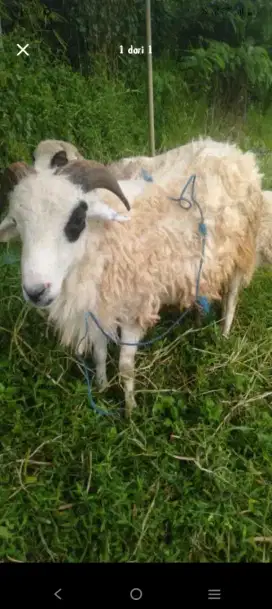 KAMBING qur'ban