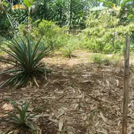 Dijual Tanah di Jalan Kp.Cinangneng, Ciampea, Bogor