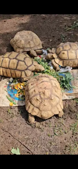Kura kura Sulcata