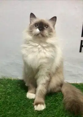 Kucing Persia Himalaya 11 bulan betina