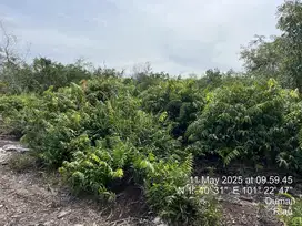 Di sewakan Tanah di Bagan Keladi Dumai