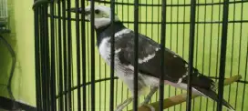 Burung jalak Hongkong jinak total