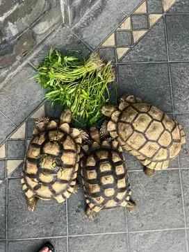 sulcata jinak full out door mulus
