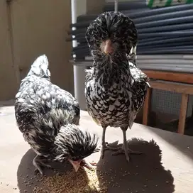 Ayam Poland / Polandia Batik Sepasang