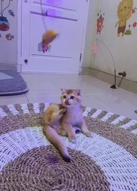 Kitten BSH | Scottish Fold Jantan golden