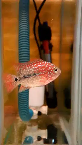 JUAL MURAH IKAN LOHAN IMPORT SUPER RED KAMFA F2 VIP import -+4CM