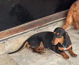 DIJUAL ANJING TEKEL REMAJA 1 THN