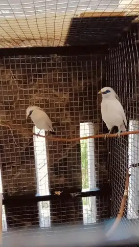 Burung bersertifikat