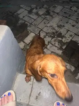 DIJUAL ANJING INDUKAN TEKEL REMAJA BETINA BROWN