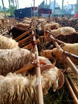 Jual Domba Di Bandung