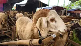 Jual domba qurban bandung