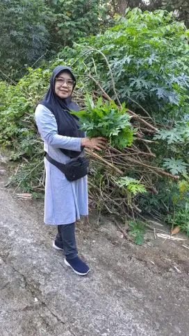 Tanah SHM pekarangan siap bangun