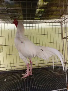 Ayam Bangkok Muda
