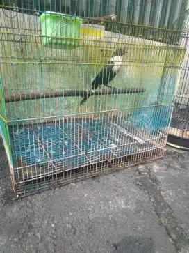 Burung jalak bilbong pendeta ekor panjang jantan Pur total