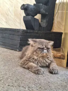 Kucing peknose jantan betina pasangan