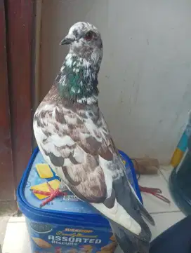 MERPATI KENTONG/TINGGIAN