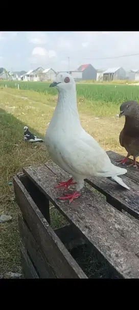 MERPATI KENTONG/TINGGIAN