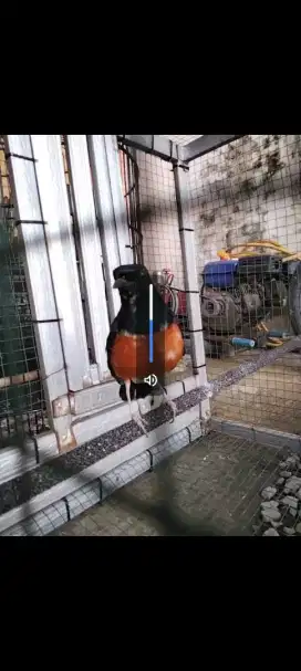 Murai Batu Blorok