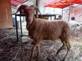 JUAL HEWAN QURBAN MULAI DR 2 JT AN SAJA SILHKAN MURAH PISAN