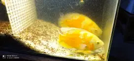 Ikan Oscar Tiger Albino Jumbo