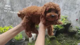 Anjing Poodle Red