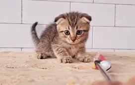 Kucing scottish fold